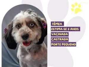 Cachorro raça SRD-ViraLata idade 3 anos nome Xena