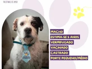 Cachorro raça SRD-ViraLata idade 5 anos nome Floco