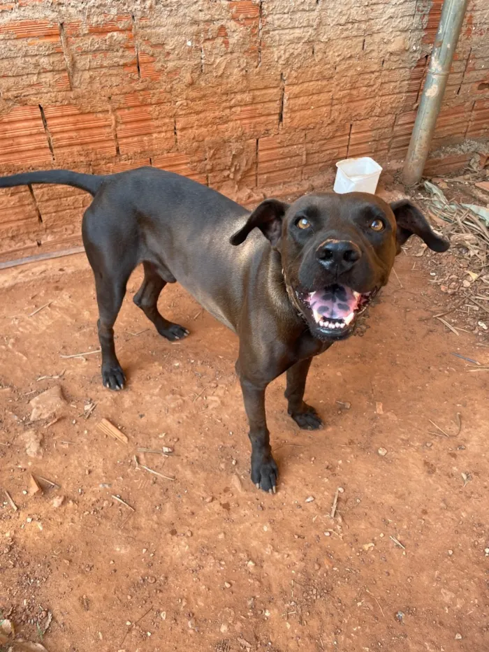Cachorro raça SRD-ViraLata idade 4 anos nome Bob