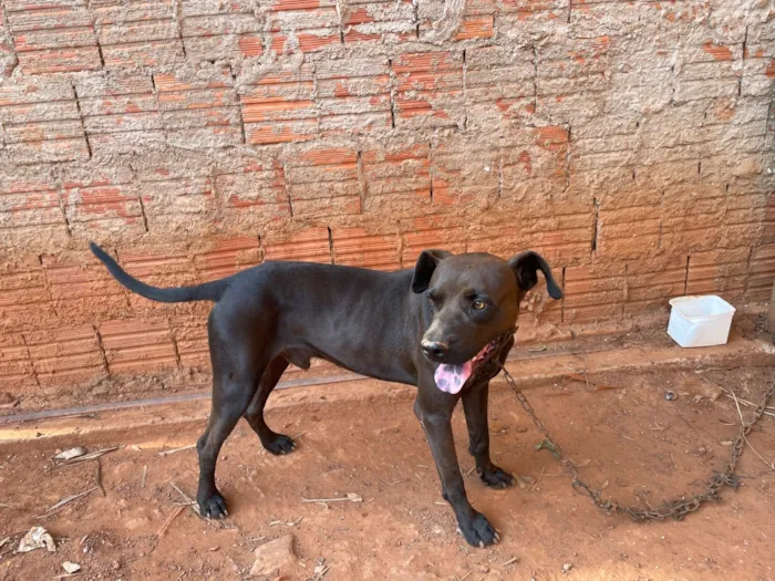 Cachorro raça SRD-ViraLata idade 4 anos nome Bob