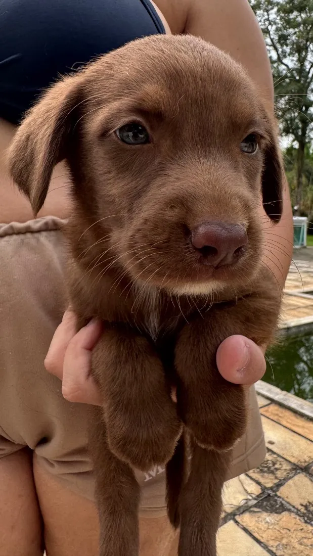 Cachorro raça SRD-ViraLata idade 2 a 6 meses nome Sem nome 