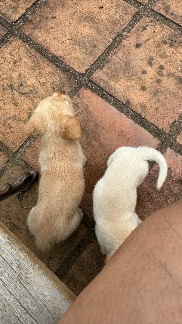 Cachorro raça SRD-ViraLata idade 2 a 6 meses nome Sem nome 