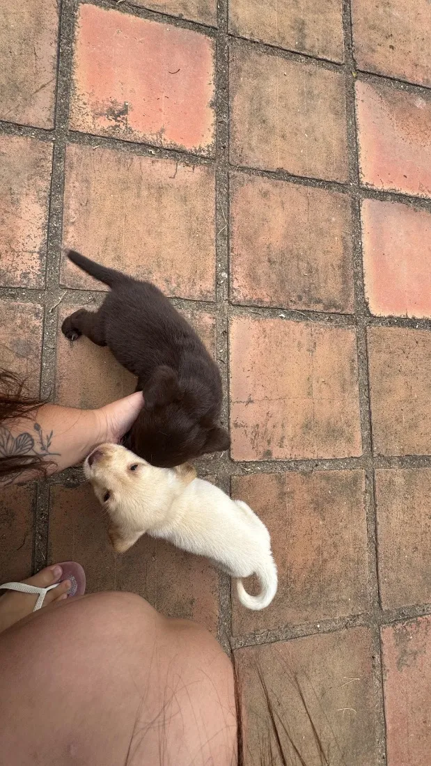 Cachorro raça SRD-ViraLata idade 2 a 6 meses nome Sem nome 