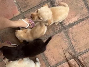 Cachorro raça SRD-ViraLata idade 2 a 6 meses nome Sem nome 