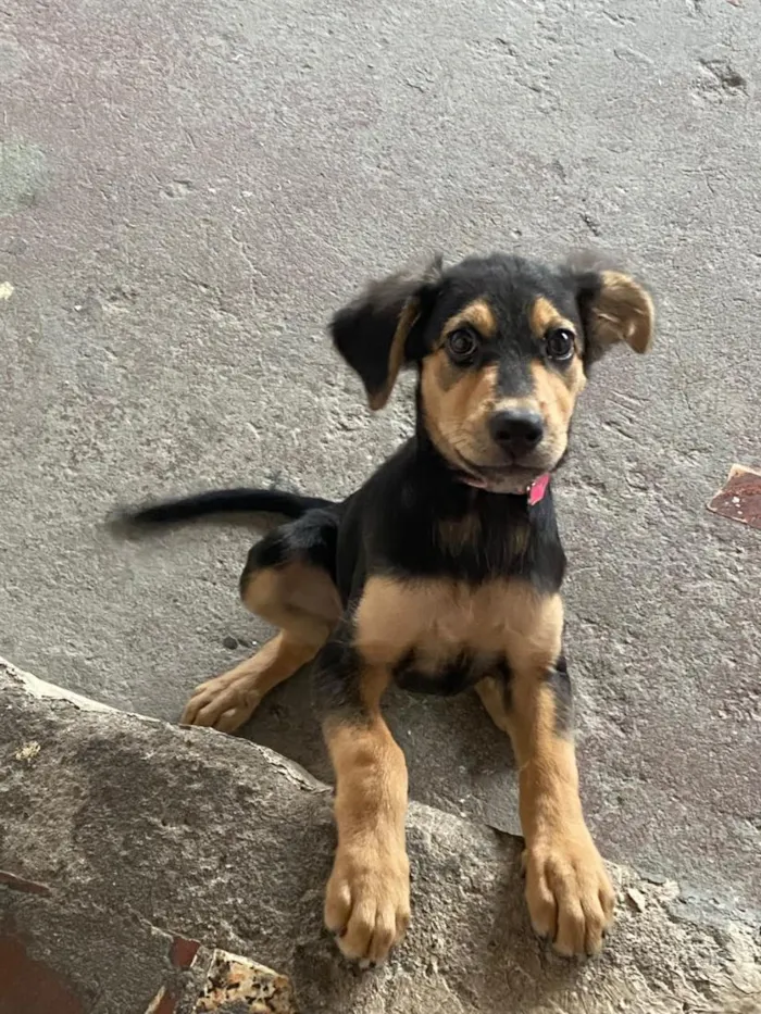 Cachorro raça SRD-ViraLata idade 2 a 6 meses nome lily