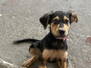 Cachorro raça SRD-ViraLata idade 2 a 6 meses nome lily