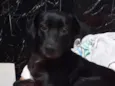 balu