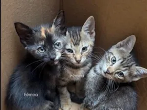 Gato raça SRD-ViraLata idade Abaixo de 2 meses nome Mia Amora Marley