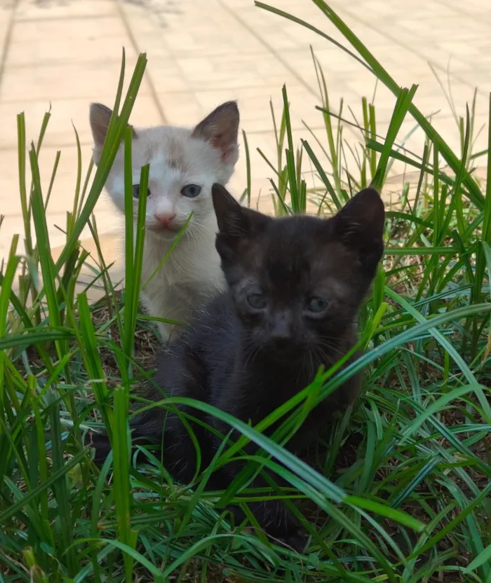 Gato raça SRD-ViraLata idade Abaixo de 2 meses nome Branca e príncipe 