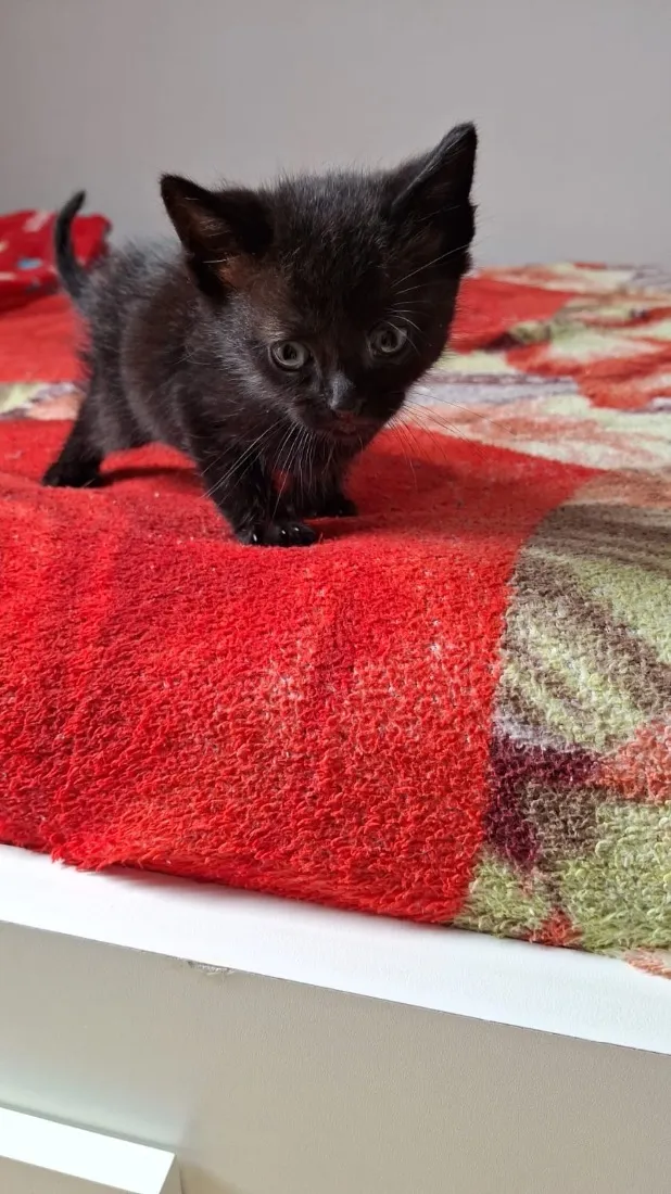 Gato raça SRD-ViraLata idade Abaixo de 2 meses nome Branca e príncipe 