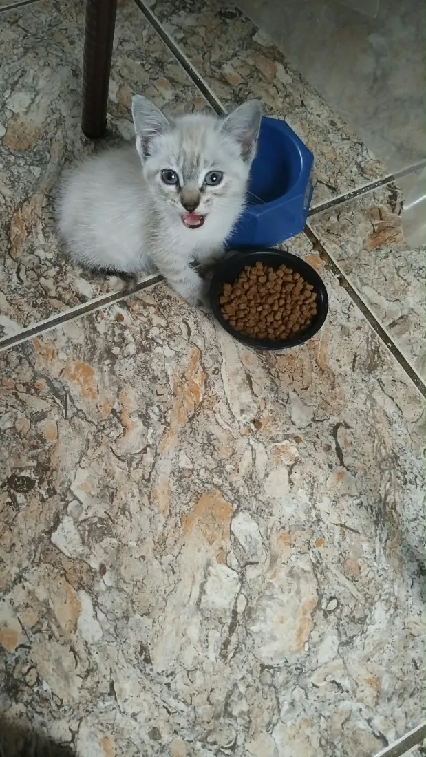 Gato raça SRD-ViraLata idade Abaixo de 2 meses nome Branca e príncipe 