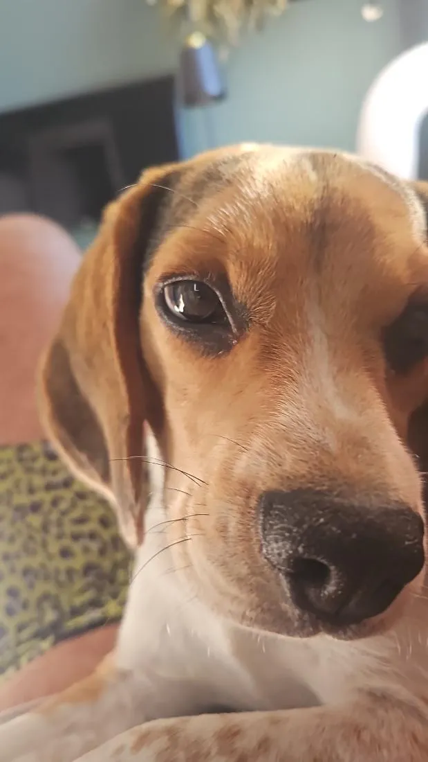 Cachorro raça Beagle idade 7 a 11 meses nome Blue