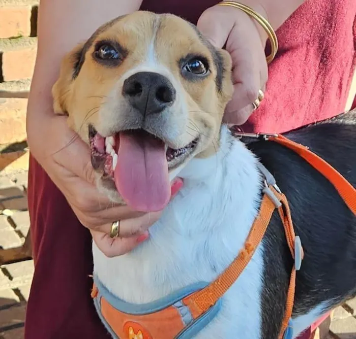 Cachorro raça Beagle idade 7 a 11 meses nome Blue