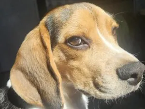 Cachorro raça Beagle idade 7 a 11 meses nome Blue