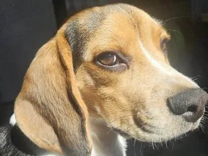 Cachorro raça Beagle idade 7 a 11 meses nome Blue