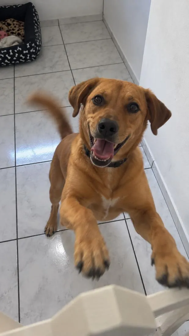 Cachorro raça SRD-ViraLata idade 4 anos nome Júlia