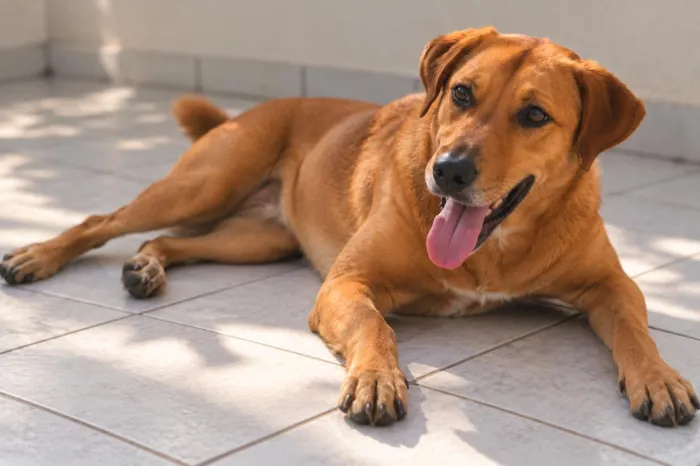Cachorro raça SRD-ViraLata idade 4 anos nome Júlia