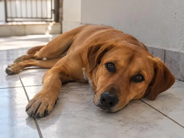 Cachorro raça SRD-ViraLata idade 4 anos nome Júlia