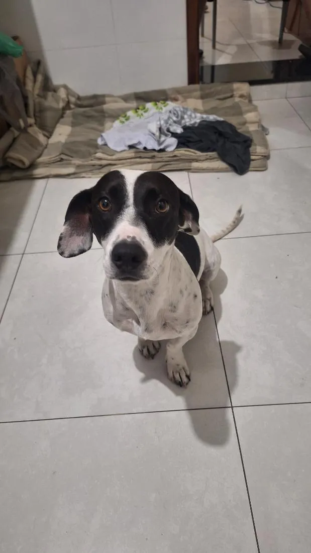 Cachorro raça SRD-ViraLata idade 2 anos nome Amora