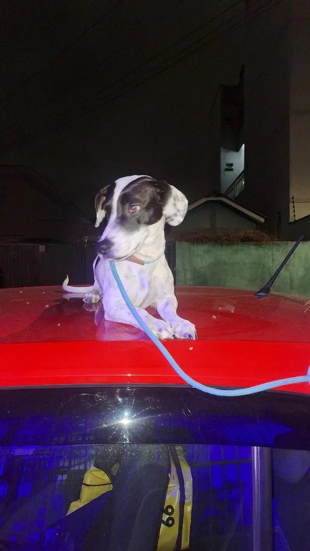 Cachorro raça SRD-ViraLata idade 2 anos nome Amora