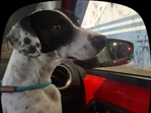 Cachorro raça SRD-ViraLata idade 2 anos nome Amora