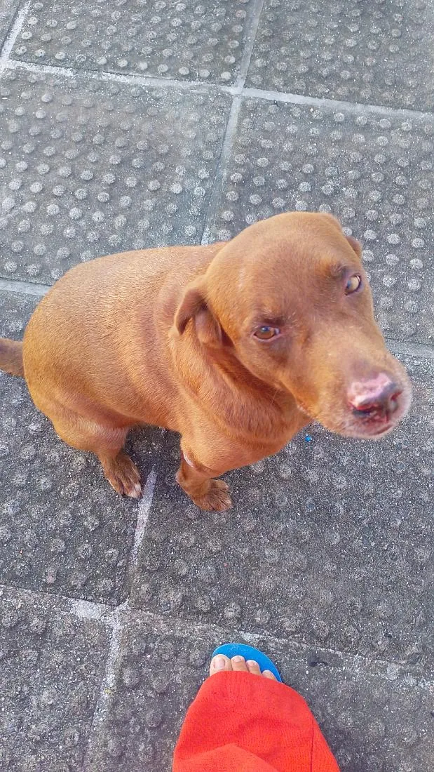 Cachorro raça Labrador idade 5 anos nome haysha