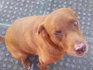 Cachorro raça Labrador idade 5 anos nome haysha
