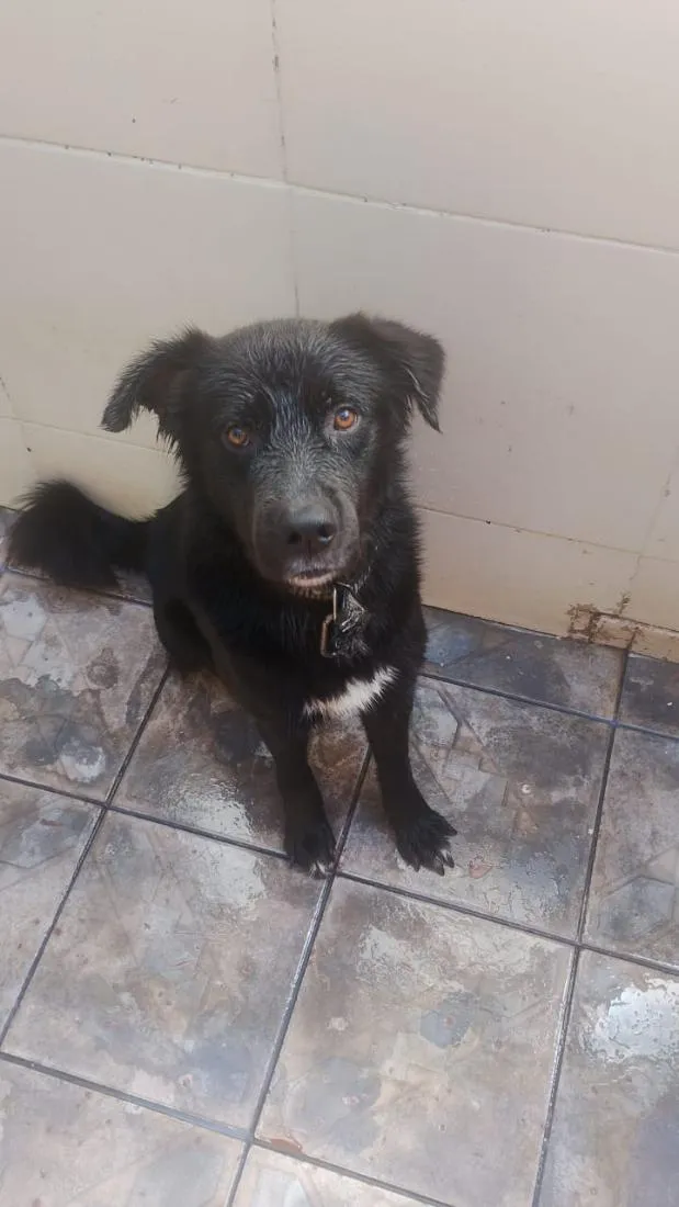 Cachorro raça Labrador idade 3 anos nome spaik 