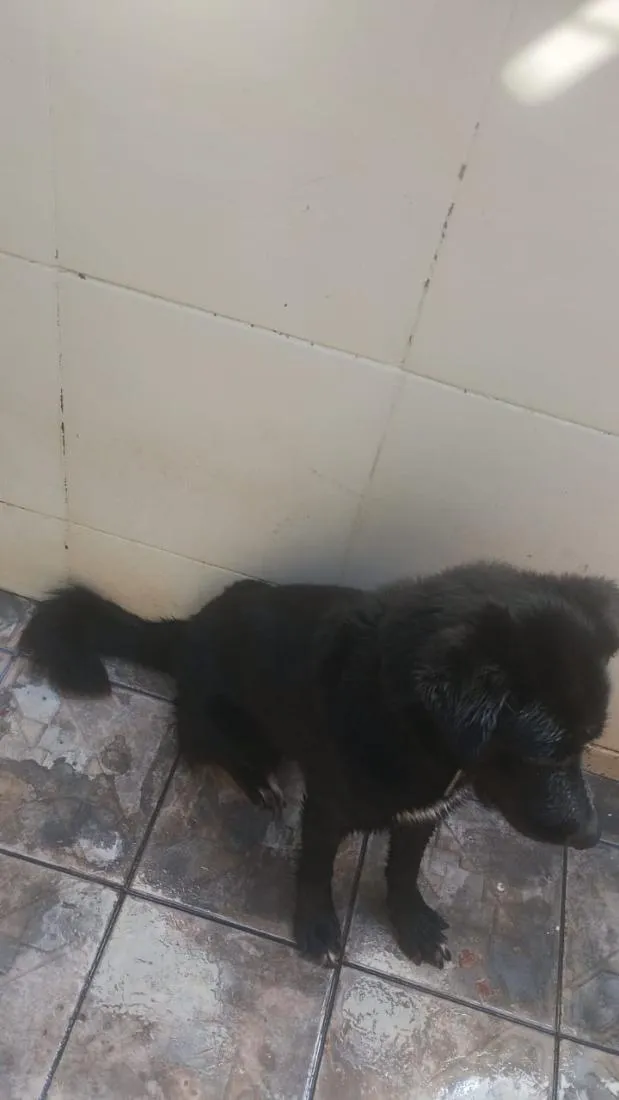 Cachorro raça Labrador idade 3 anos nome spaik 