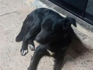 Cachorro raça Labrador idade 3 anos nome spaik 