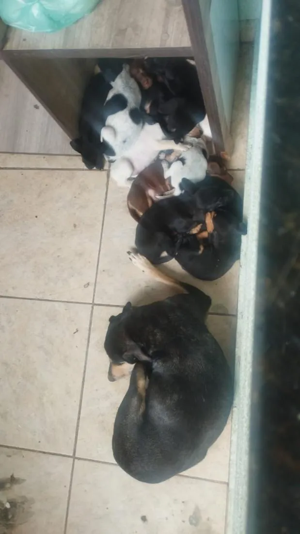 Cachorro raça SRD-ViraLata idade 2 a 6 meses nome Caramela