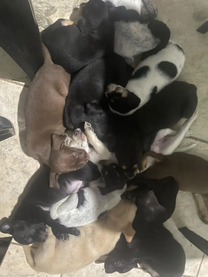 Cachorro raça SRD-ViraLata idade 2 a 6 meses nome Caramela
