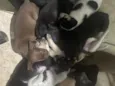 Caramela