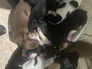 Cachorro raça SRD-ViraLata idade 2 a 6 meses nome Caramela