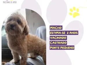 Cachorro raça SRD-ViraLata idade 2 anos nome João 