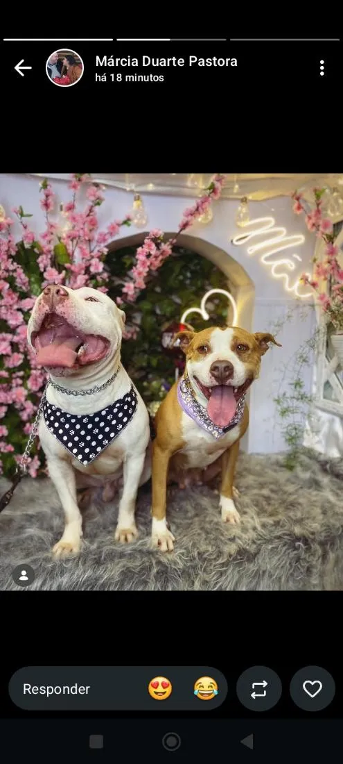Cachorro raça Pit-Bull idade 5 anos nome Aram e Zoe
