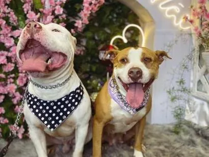 Cachorro raça Pit-Bull idade 5 anos nome Aram e Zoe
