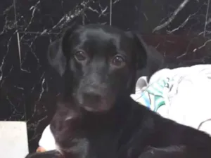 Cachorro raça SRD-ViraLata idade 1 ano nome balu