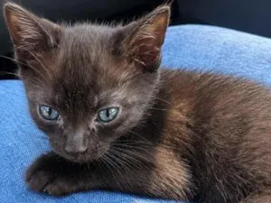 Gato raça SRD-ViraLata idade Abaixo de 2 meses nome Branca e príncipe 