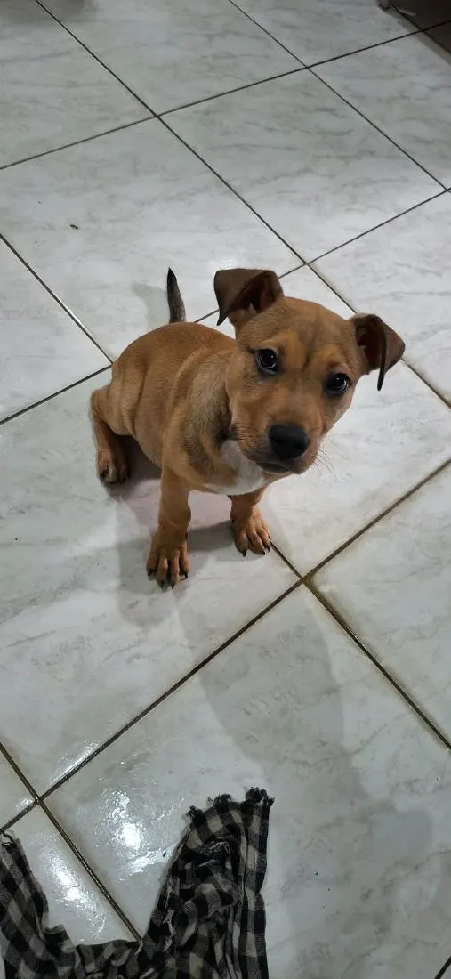 Cachorro raça Pit-Bull idade 2 a 6 meses nome Zeus