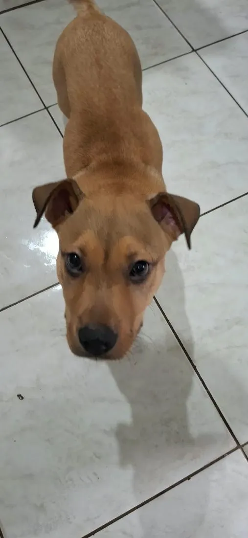 Cachorro raça Pit-Bull idade 2 a 6 meses nome Zeus