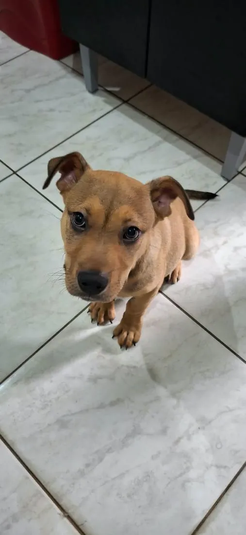 Cachorro raça Pit-Bull idade 2 a 6 meses nome Zeus