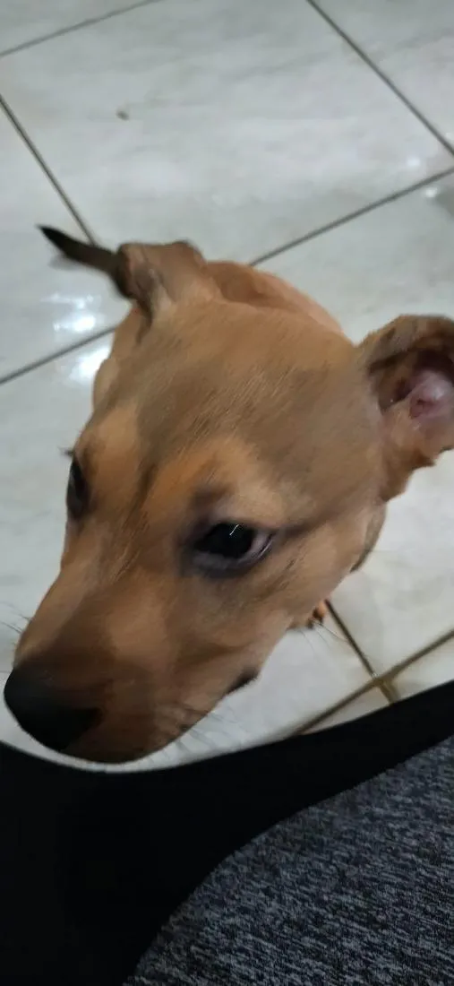 Cachorro raça Pit-Bull idade 2 a 6 meses nome Zeus