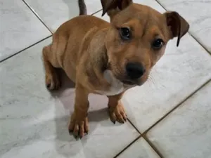 Cachorro raça Pit-Bull idade 2 a 6 meses nome Zeus