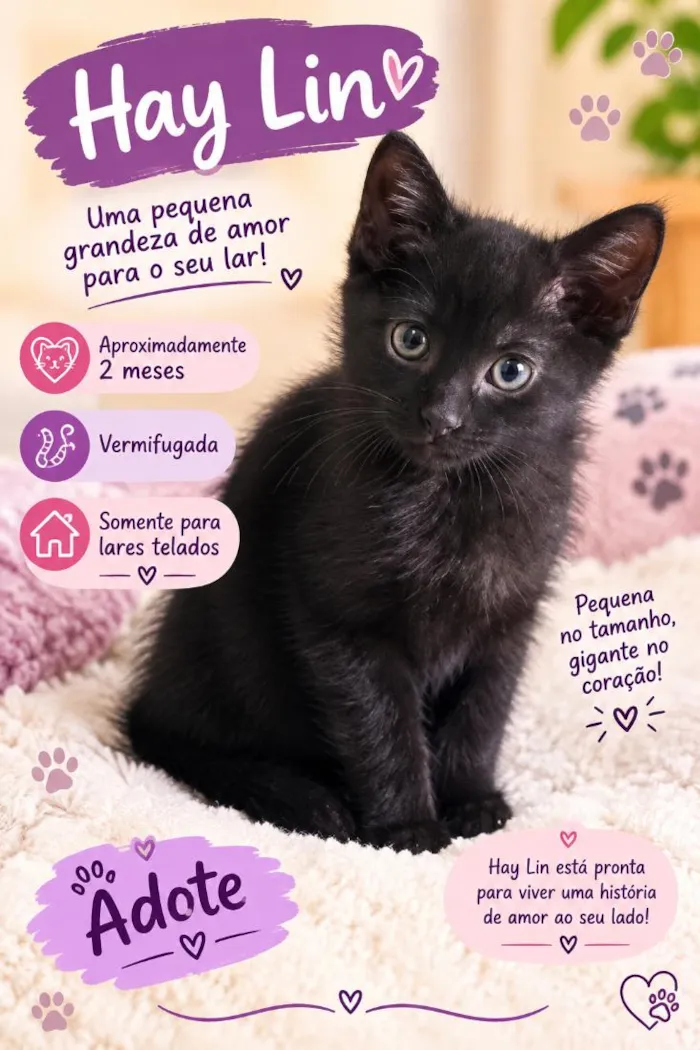 Gato raça SRD-ViraLata idade 2 a 6 meses nome Hay Lin