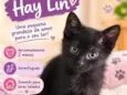 Hay Lin