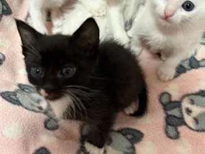 Gato raça SRD-ViraLata idade 2 a 6 meses nome Não tem nome ainda 