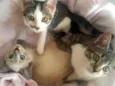 Ágata(F), Polar(M) e Rajado(M)