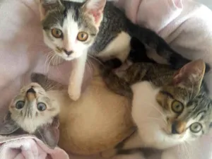 Gato raça SRD-ViraLata idade 2 a 6 meses nome Ágata(F), Polar(M) e Rajado(M)
