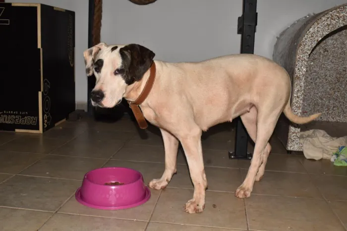 Cachorro raça SRD-ViraLata idade 2 anos nome Ziggy